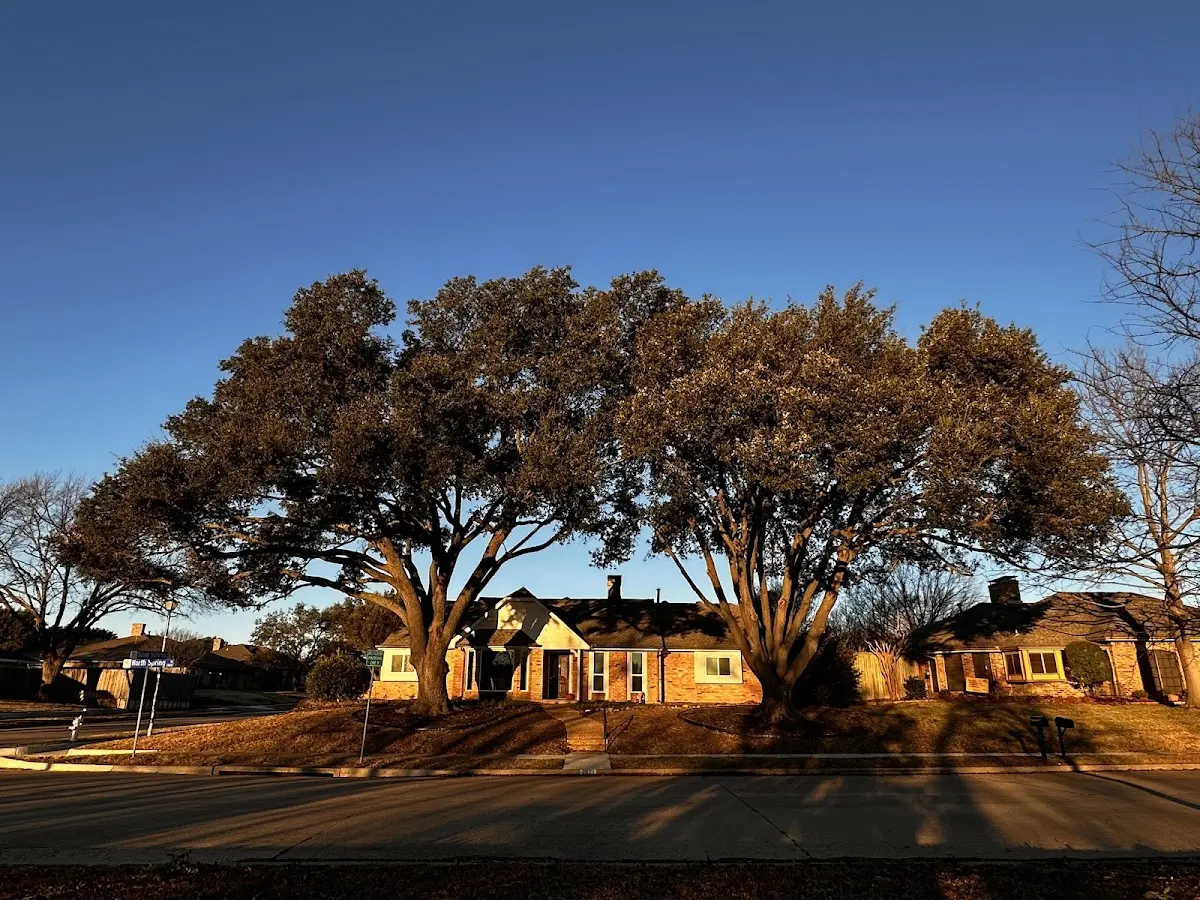 Established residential canopy tree shading a home in Newcomb